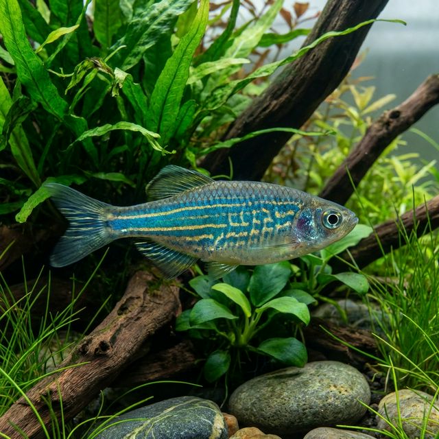 Bengal Turquoise Danio: Devario devario