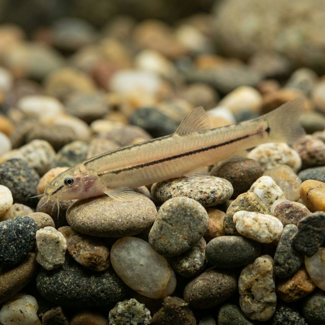 Black-lined Loach: Ambastaia nigrolineata