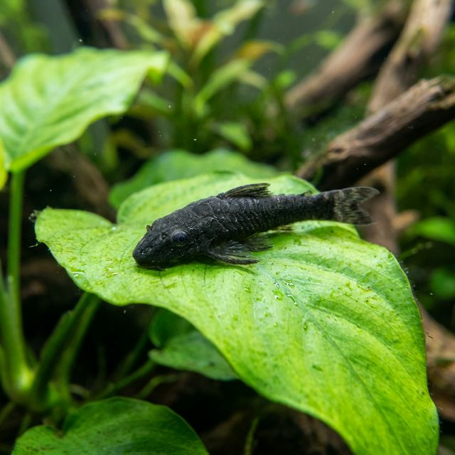 Black Otocinclus: Hisonotus notatus