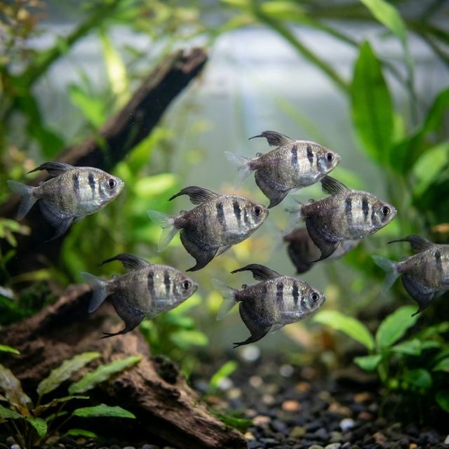 The Black Skirt Tetra: Gymnocorymbus ternetzi