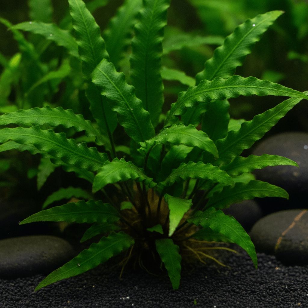 Close-up of healthy Java Fern with serrated leaves, showcasing vibrant green color in a well-maintained planted tank.