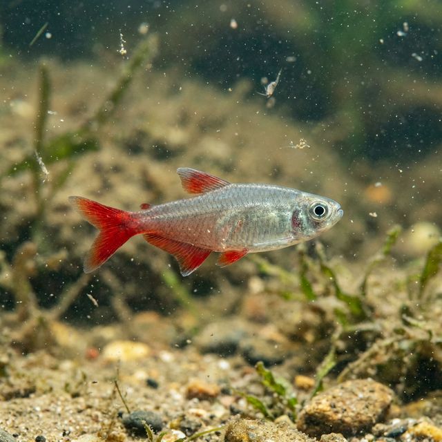 Blutflossen-Salmler: Aphyocharax anisitsi