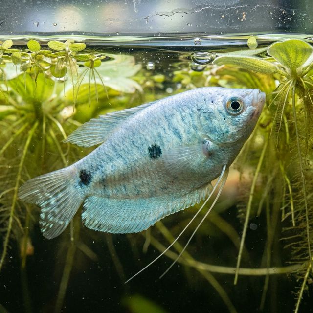 The Blue Gourami: Trichopodus trichopterus