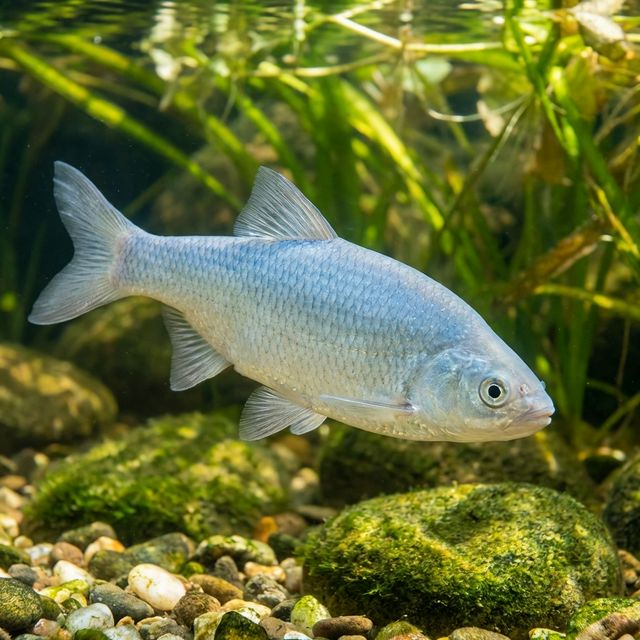 Blauer Orfe: Leuciscus idus