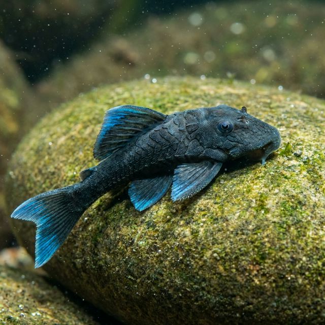 Blue Panaque L239: Baryancistrus beggini
