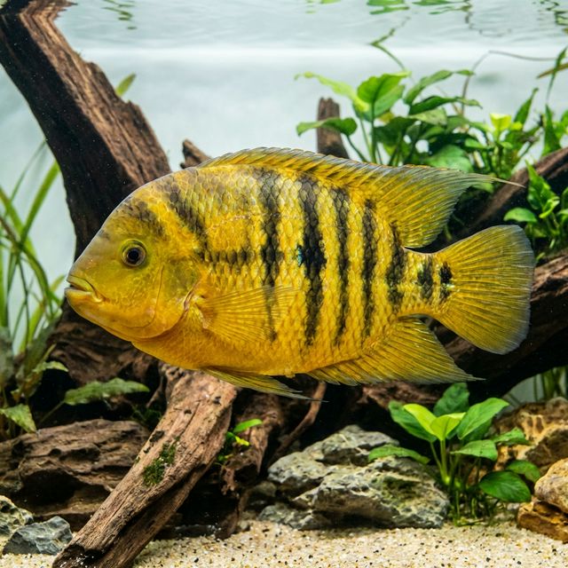Bocourti Cichlid: Cincelichthys bocourti