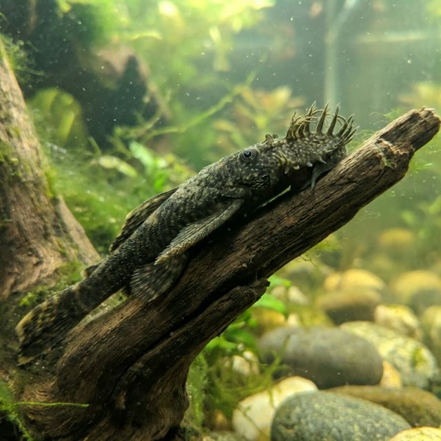 The Bristlenose Pleco: Ancistrus sp