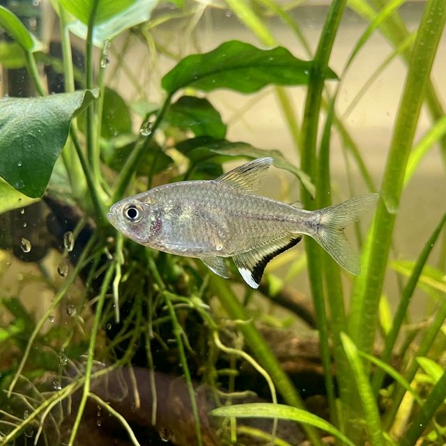 Broken-Line Tetra: Hemigrammus ulreyi