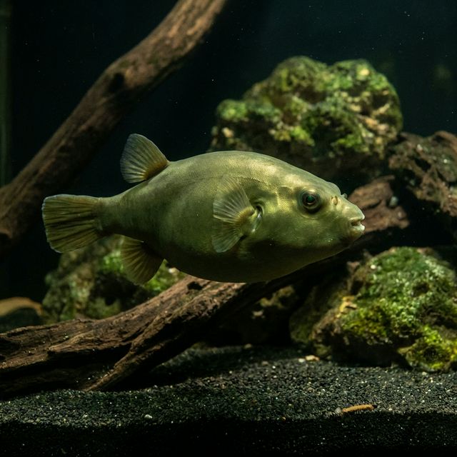 Bronze Puffer: Auriglobus modestus