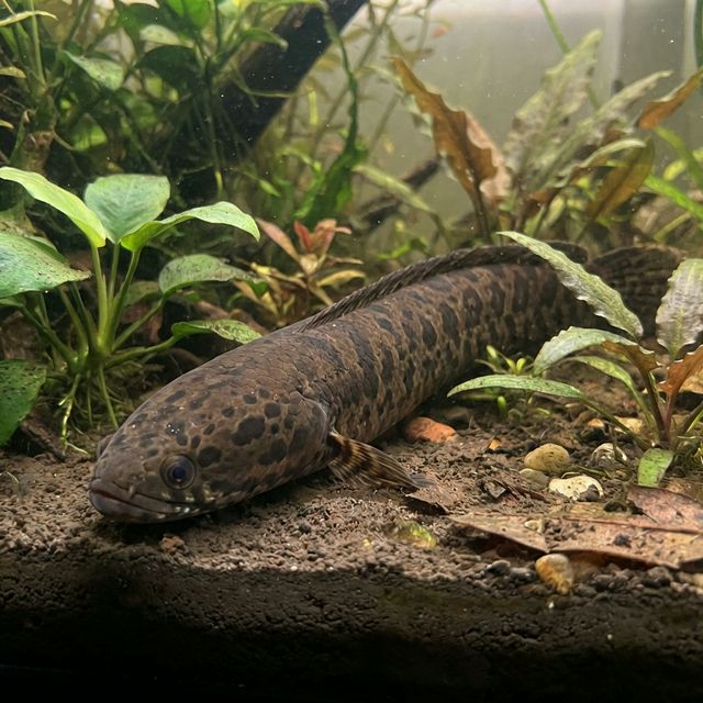 Burmese Spotted Snakehead: Channa ornatipinnis