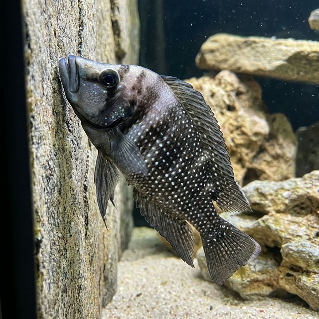 Calvus Cichlid: Altolamprologus calvus