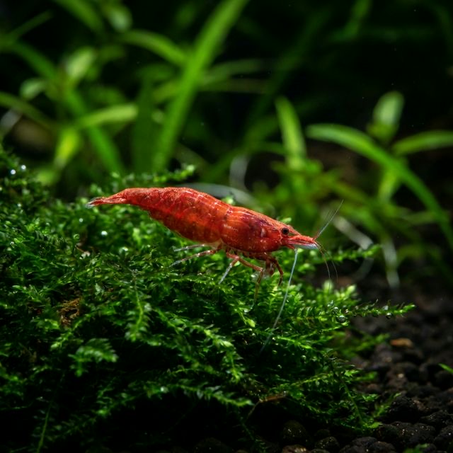 The Cherry Shrimp: Neocaridina davidi