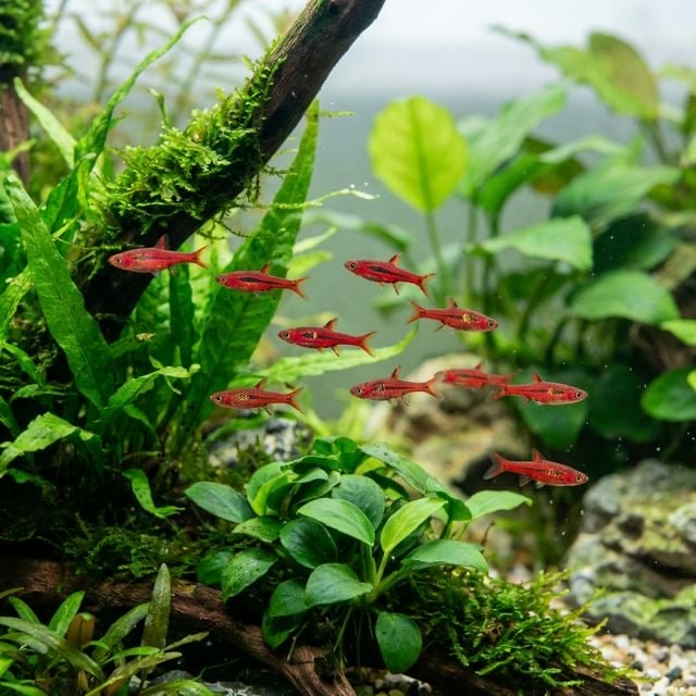 A Rasbora Chili: Boraras brigittae