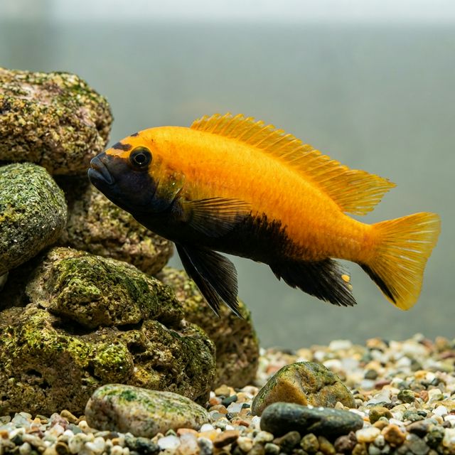 Chilumba: Tropheops sp. Chilumba