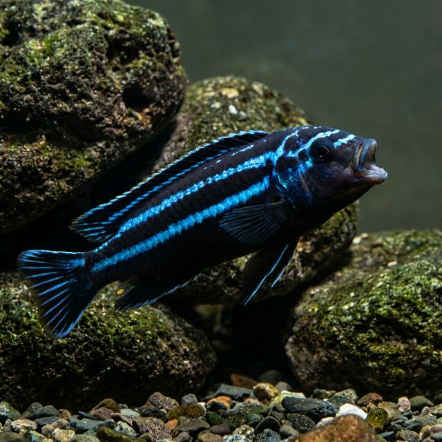 Chipokae: Melanochromis chipokae