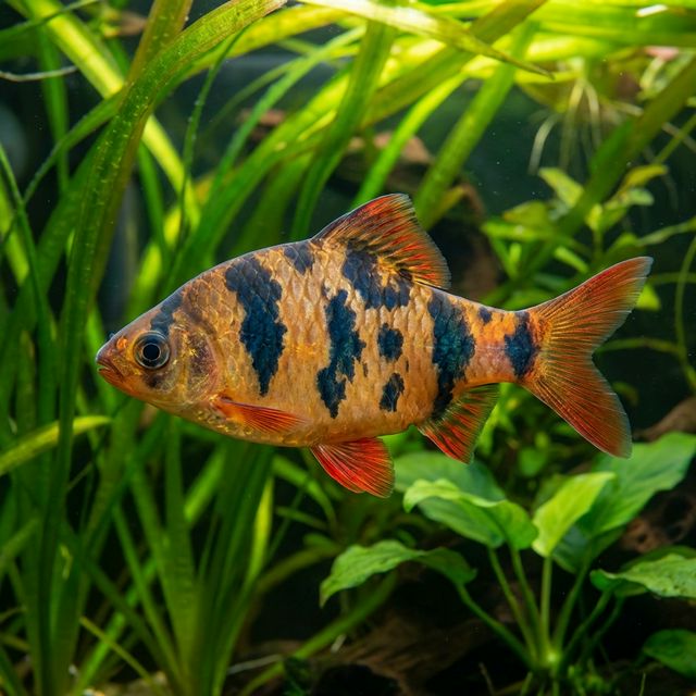 Clown Barb: Barbodes everetti