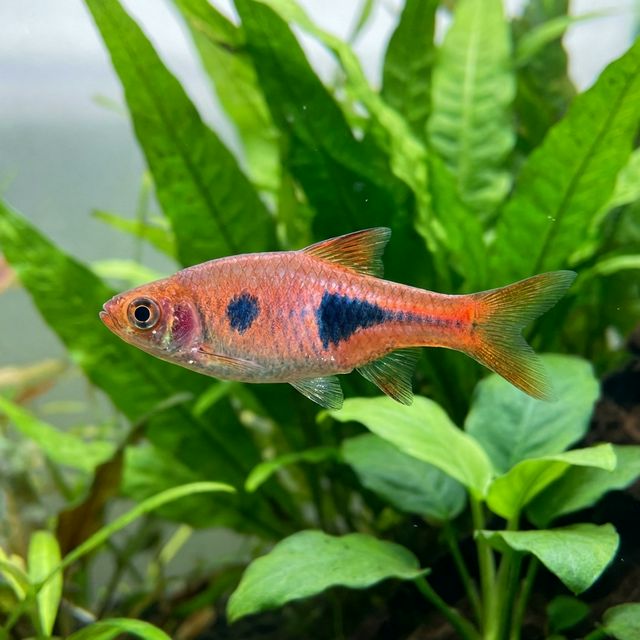 Clown Rasbora: Rasbora kalochroma
