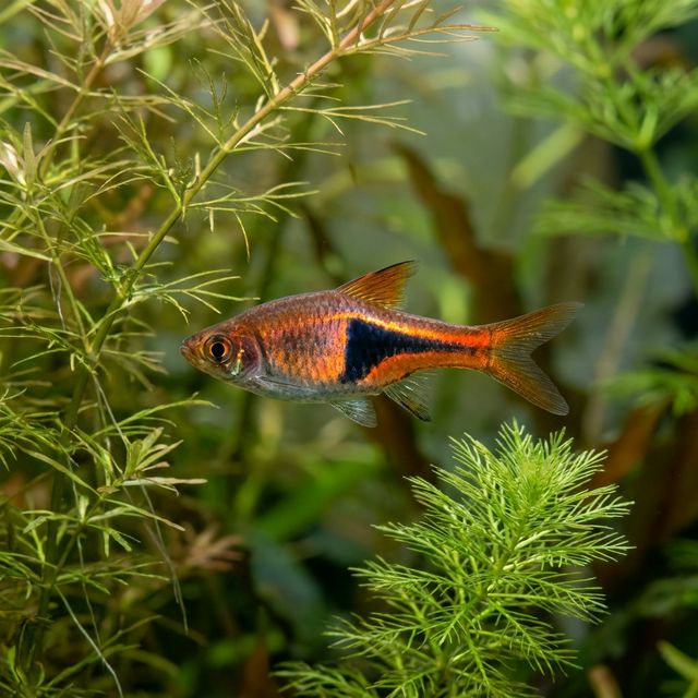 Copper Harlequin: Trigonostigma espei