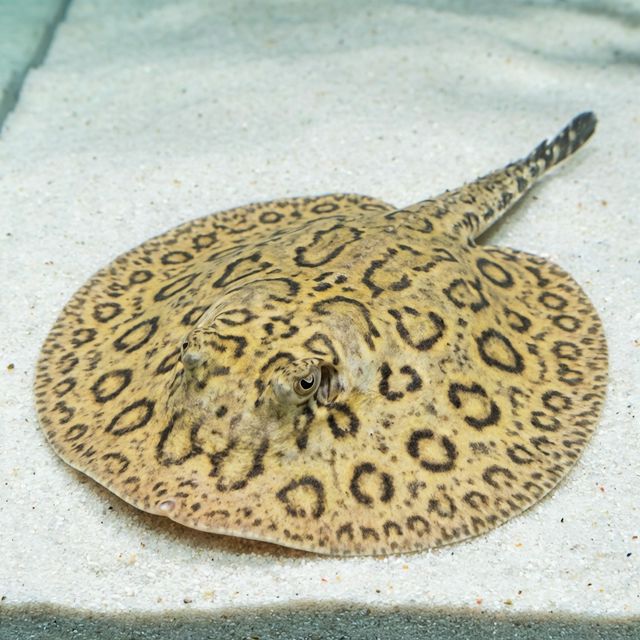 Cururu Stingray: Potamotrygon wallacei