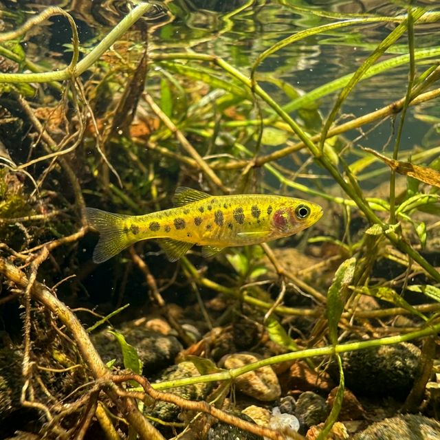 Dadio: Neochela dadiburjori