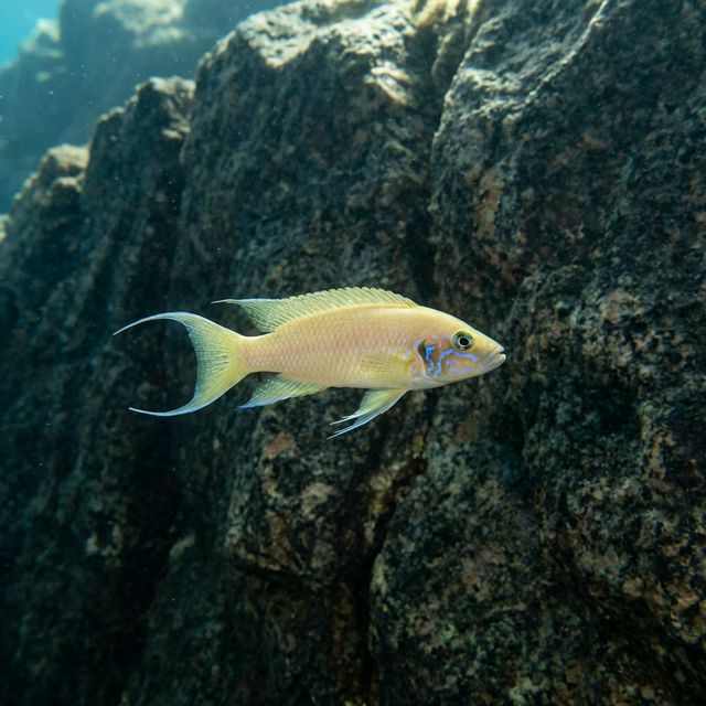 Daffodil Cichlid: Neolamprologus pulcher