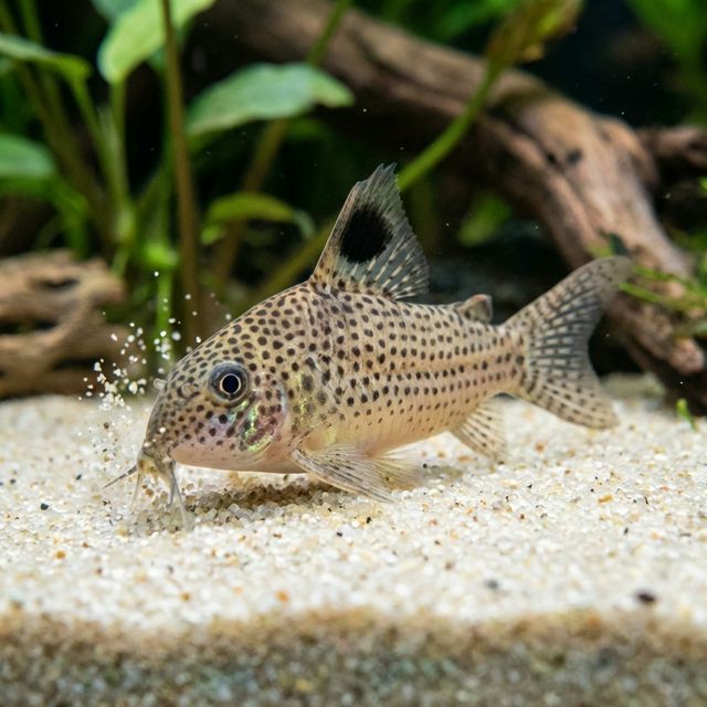 Delphax Cory: Brochis delphax