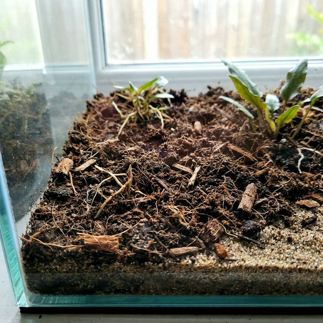 Organic Potting Soil: The Walstad Method