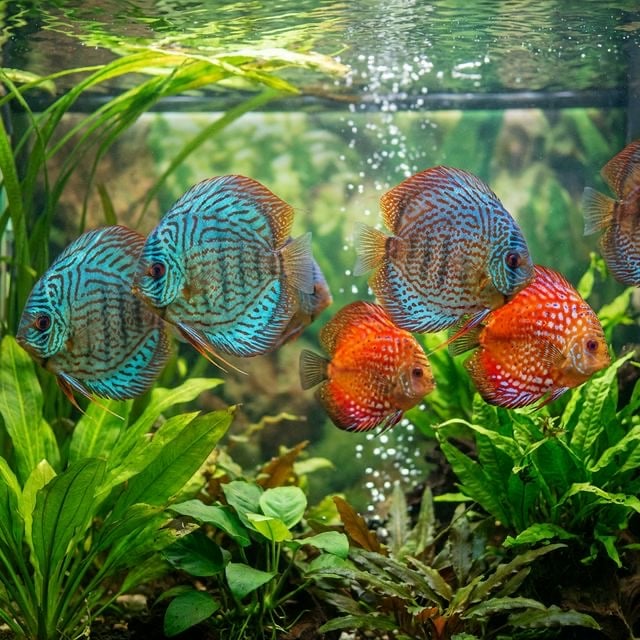 The Discus: Symphysodon sp
