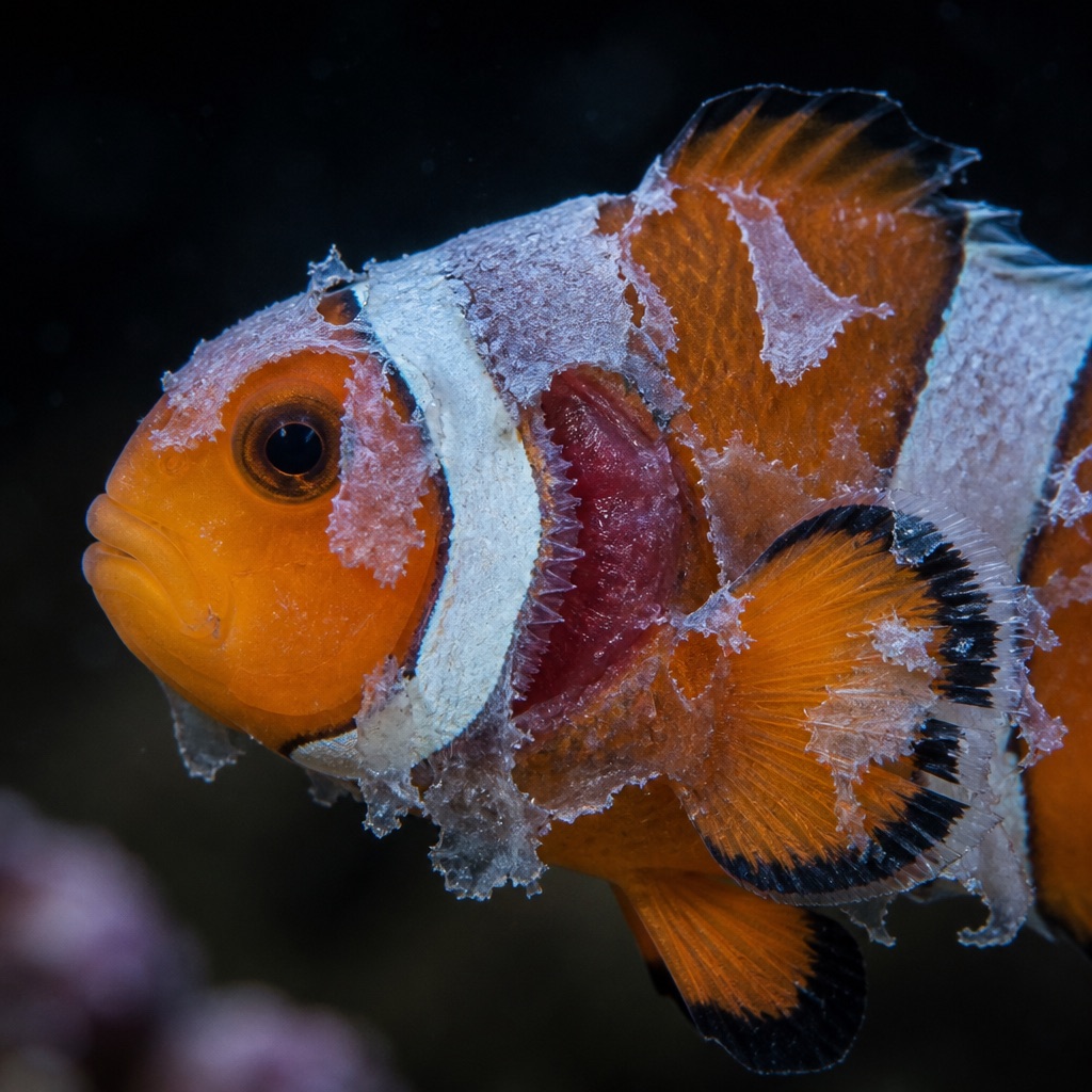 Peeling mucus on a marine fish: Identification & Treatment