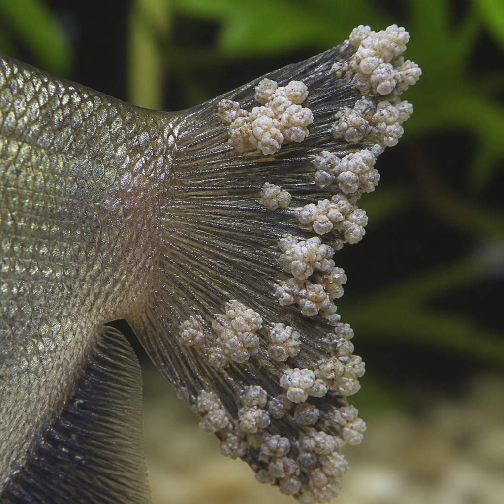 Cauliflower-like growths: Identification & Treatment