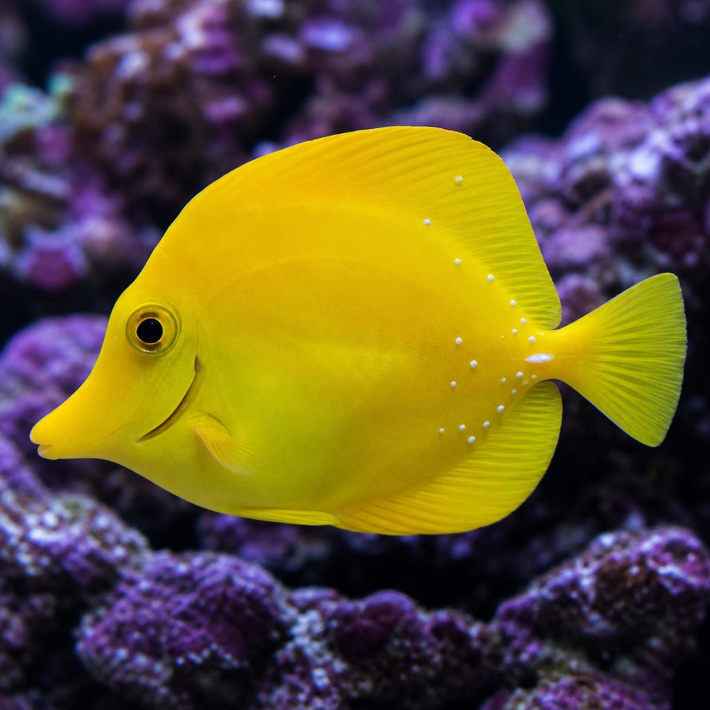 White spots on a marine fish: Identification & Treatment