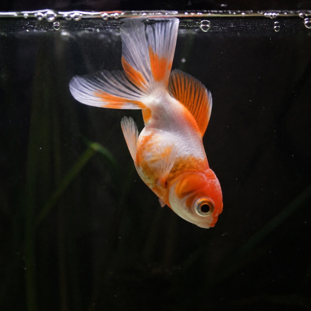 Floating, sinking or swimming upside down: Identification & Treatment
