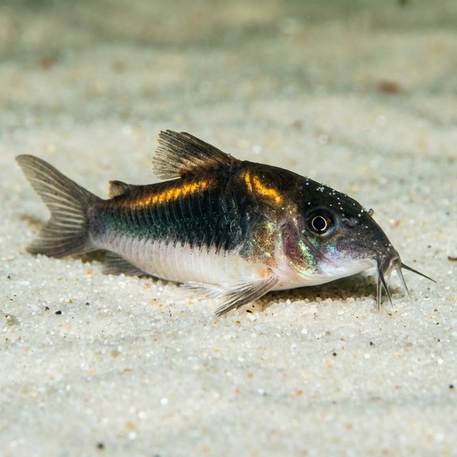 Duplicate Cory: Hoplisoma duplicareum
