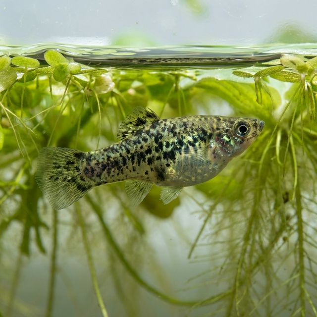 Dusky Millions Fish: Phalloceros caudimaculatus