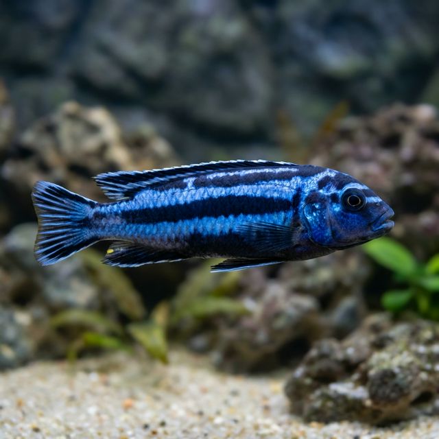 Electric Blue Maingano Johanni: Pseudotropheus cyaneorhabdos