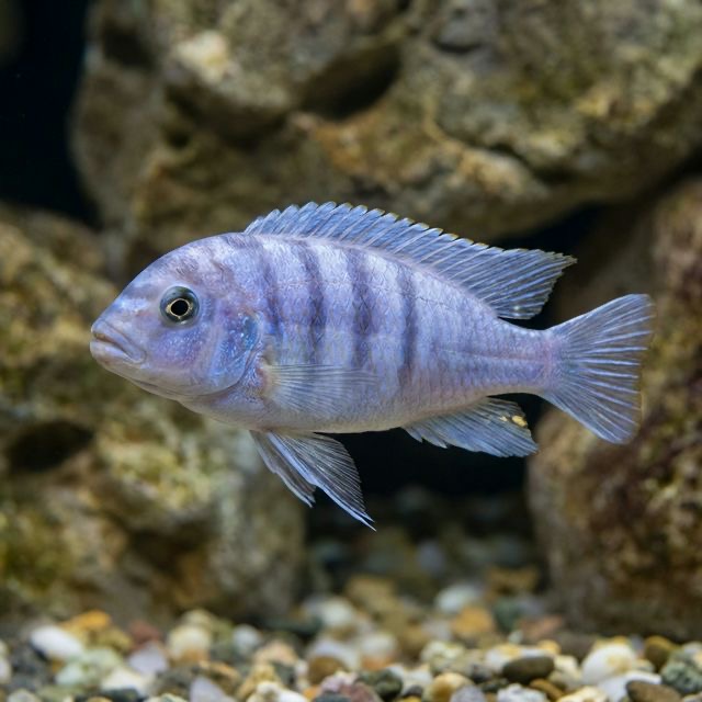 Exasperatus: Labidochromis joanjohnsonae