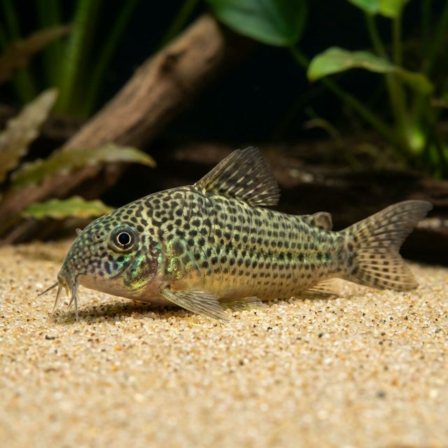 False Network Cory: Brochis sodalis