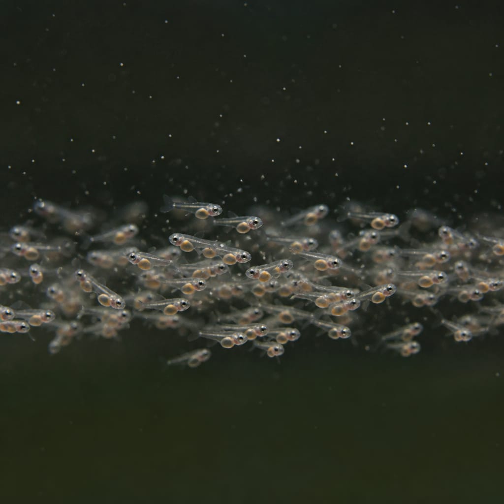 Fischbrut füttern: Die ersten Wochen