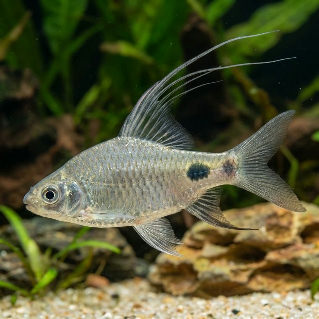 Filament Barb: Dawkinsia filamentosa