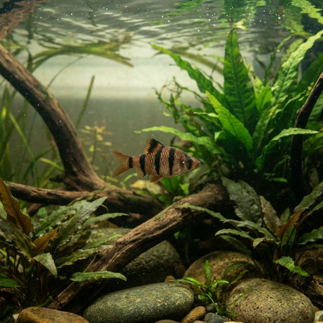 Five Banded Barb: Desmopuntius pentazona