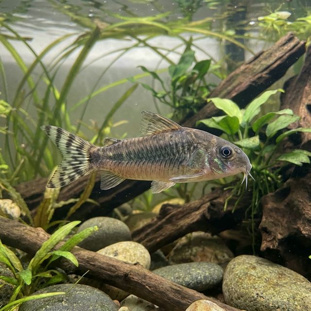 Flagtail Porthole Catfish: Dianema urostriatum