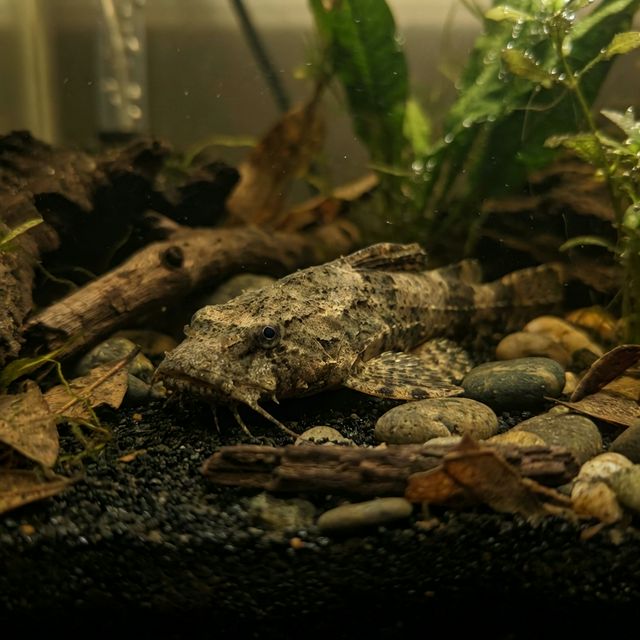 Frogmouth Catfish: Chaca chaca