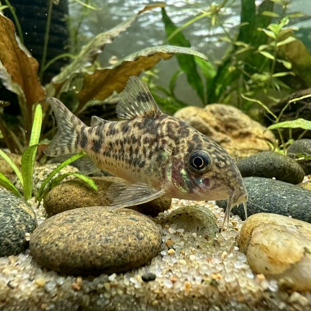 Fuller's Cory: Corydoras fulleri