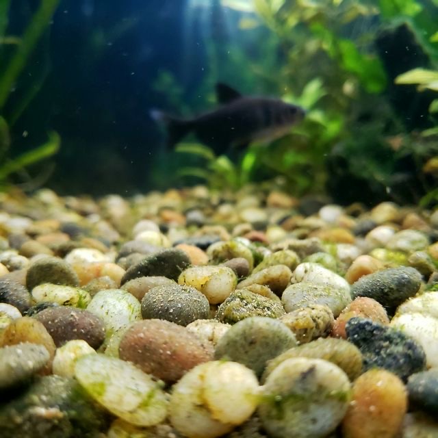 Gravel: The Reliable Classic