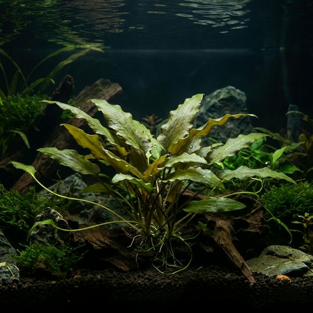 Cryptocoryne wendtii "green": Green Wendt's Water Trumpet