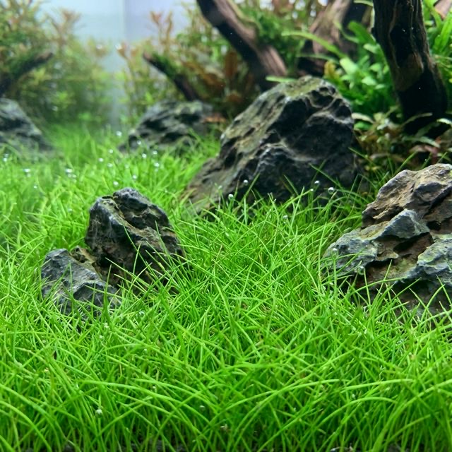 Dwarf Hairgrass: Eleocharis parvula