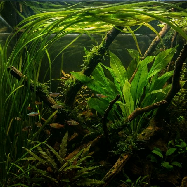 Jungle Aquascape