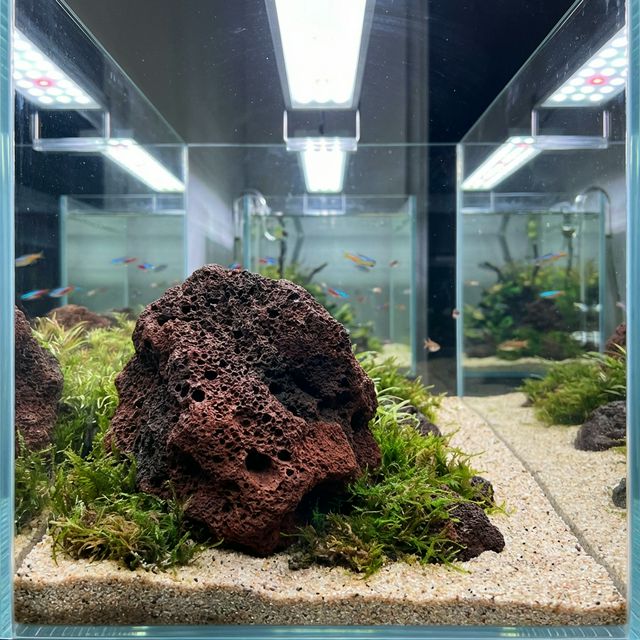 Lava Rock: The Biological Powerhouse