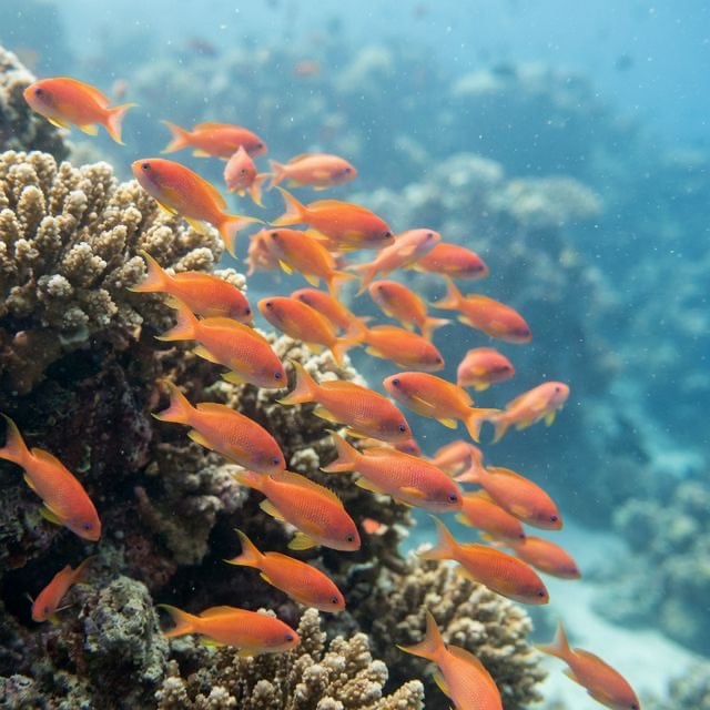 Anthias de cola de lira: Pseudanthias squamipinnis