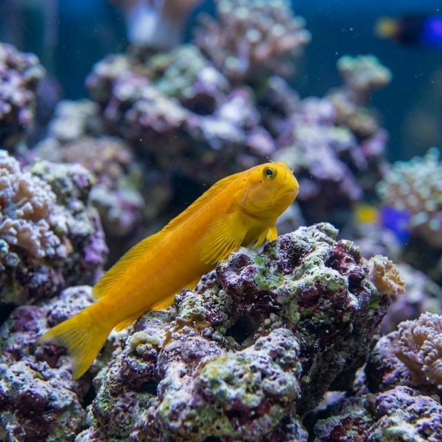 Midas Blenny